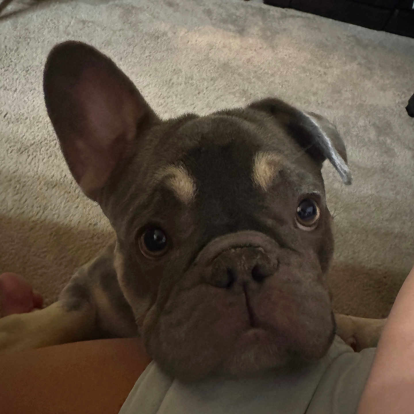 Blu is registered to the contest to win money with this photo: animal, bostonbull, boxer, bulldog, canine, couch, dog, frenchbulldog, furniture, indoors, person, pet, pitbull, puppy, sleeping, snout, whitedog
