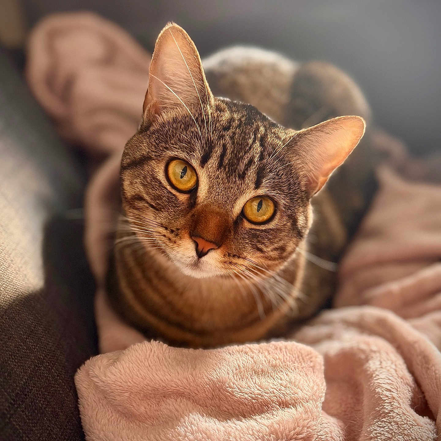 Ruby participe au concours pour gagner de l'argent avec cette photo : abyssinian, animal, blanket, cat, kitten, laundry, manx, pet, quilt, towel