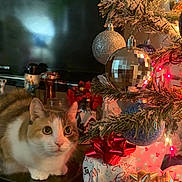 Snickers is registered to the contest to win money with this photo: cat, christmas_tree, ornament, present, gift_wrap, bow, bauble, living_room, festive, holiday, cozy, pet, feline, sparkle, decoration, lights, tree_branch, tv_screen, disco_ball, table