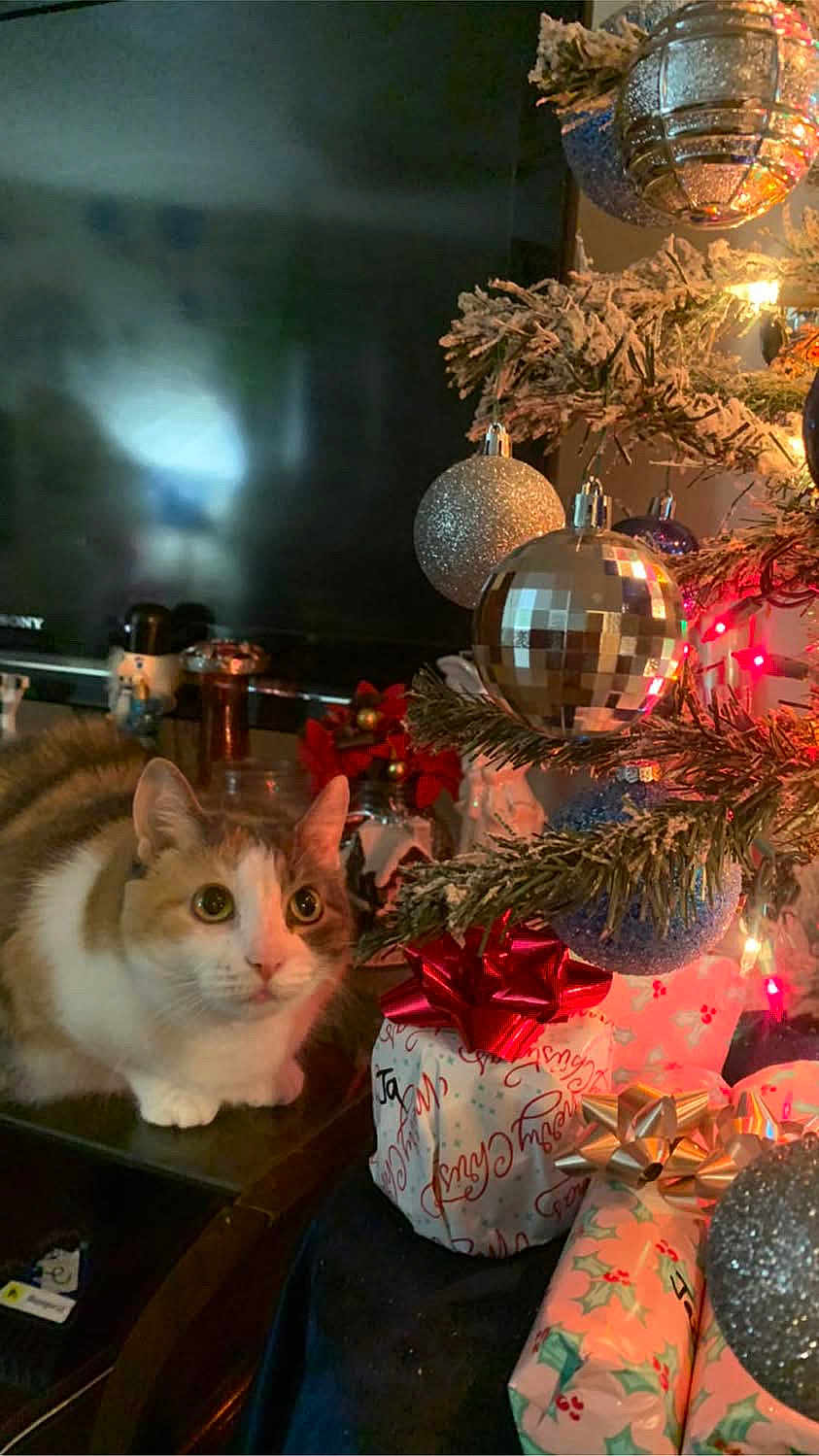 Snickers is registered to the contest to win money with this photo: cat, christmas_tree, ornament, present, gift_wrap, bow, bauble, living_room, festive, holiday, cozy, pet, feline, sparkle, decoration, lights, tree_branch, tv_screen, disco_ball, table