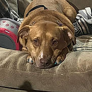 Annabelle joined the competition — help win amazing prizes! dog, brown_dog, pet, couch, indoor, nails_painted, relaxed, looking_at_camera, animal, canine, furniture, blanket, bowl, paw_prints, domestic_animal, companion, cute, resting, cozy, household