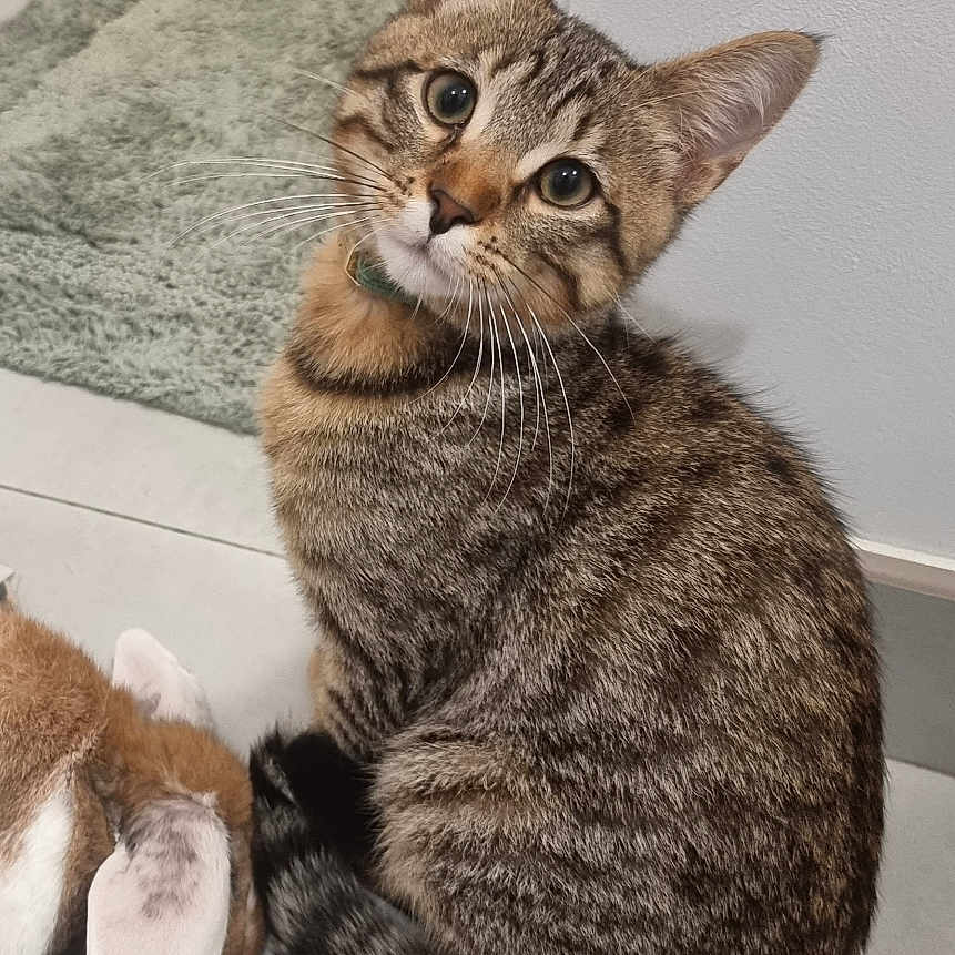Patoune participe au concours pour gagner de l'argent avec cette photo : abyssinian, animal, architecture, building, canine, cat, dog, furniture, hardwood, indoors, interiordesign, kitten, livingroom, manx, person, pet, room, shelf, sleeping, wood