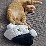 cat, ginger_cat, sleeping, relaxed, carpet, floor, stocking, holiday, cozy, pet, feline, cute, domestic_animal, whiskers, paws, fur, indoor, resting, collar, animal