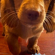 Rooster joined the competition — help win amazing prizes! puppy, dog, toy, blue_ball, wooden_floor, close_up, pet, animal, cute, whiskers, ears, nose, fur, indoor, playful, young_dog, front_paw, brown_fur, curious, pet_toy