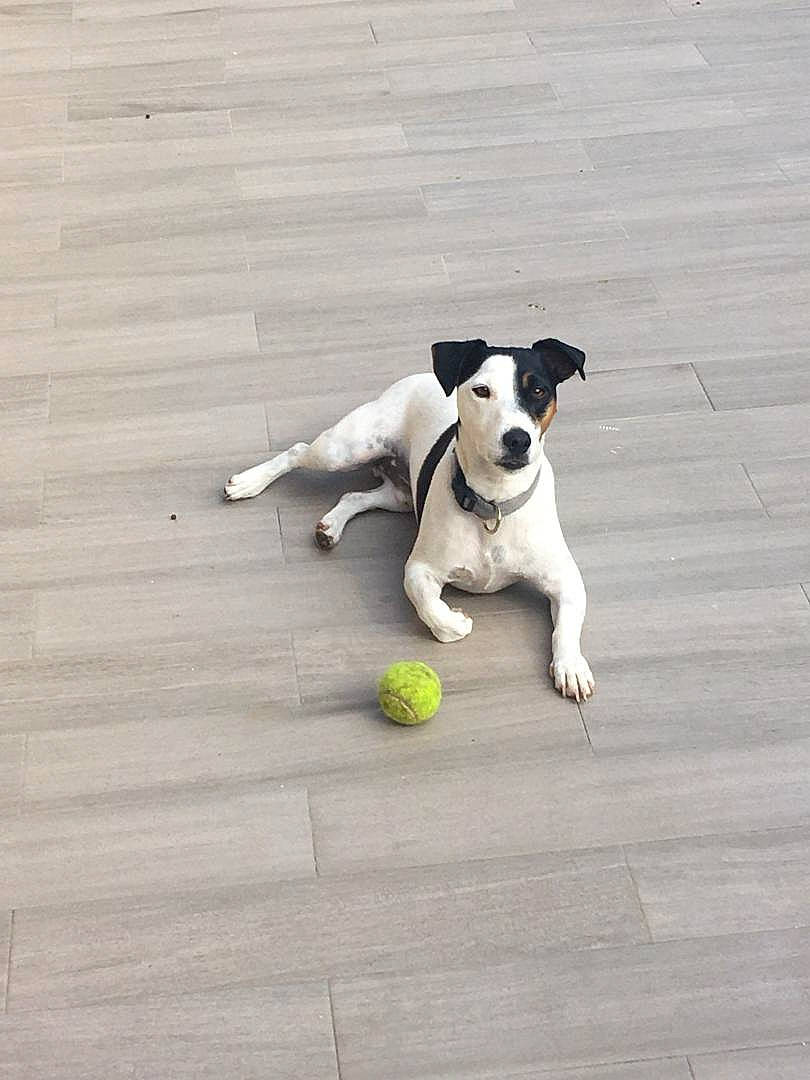 Oréo a rejoint le concours — aidez-le/la à gagner de superbes lots ! ball, brazilian_terrier, canidae, carnivore, companion_dog, danish_swedish_farmdog, dog, dog_breed, feist, floor, jack_russell_terrier, mammal, miniature_fox_terrier, parson_russell_terrier, rat_terrier, ratonero_bodeguero_andaluz, russell_terrier, sporting_group, tail, tennis_ball