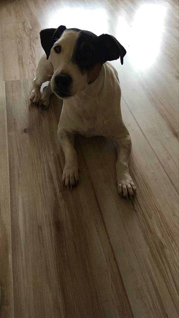 Oréo participe au concours pour gagner de l'argent avec cette photo : canidae, carnivore, companion_dog, danish_swedish_farmdog, dog, dog_breed, fawn, floor, flooring, hardwood, jack_russell_terrier, laminate_flooring, mammal, puppy, russell_terrier, snout, tail, vertebrate, wood, wood_flooring