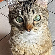 Zelda a rejoint le concours — aidez-le/la à gagner de superbes lots ! cat, tabby, green_eyes, whiskers, close_up, pet, animal, indoor, floor_tiles, wooden_furniture, curious, fur, cute, domestic_cat, mammal, looking_up, sitting, face, portrait, feline