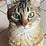cat, tabby, green_eyes, whiskers, close_up, pet, animal, indoor, floor_tiles, wooden_furniture, curious, fur, cute, domestic_cat, mammal, looking_up, sitting, face, portrait, feline