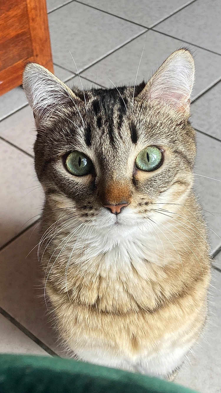 Zelda a rejoint le concours — aidez-le/la à gagner de superbes lots ! cat, tabby, green_eyes, whiskers, close_up, pet, animal, indoor, floor_tiles, wooden_furniture, curious, fur, cute, domestic_cat, mammal, looking_up, sitting, face, portrait, feline