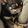 animal, blanket, bodypart, canine, cat, chihuahua, cockerspaniel, couch, cushion, dog, finger, furniture, homedecor, kitten, papillon, person, pet, puppy, sleeping, snout