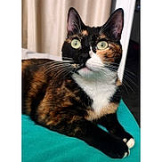 Athéna a rejoint le concours — aidez-le/la à gagner de superbes lots ! calico_cat, cat, pet, animal, feline, whiskers, green_eyes, indoor, blanket, teal, fur, cute, alert, lying_down, domestic_cat, close_up, portrait, cozy, soft_light, curtain