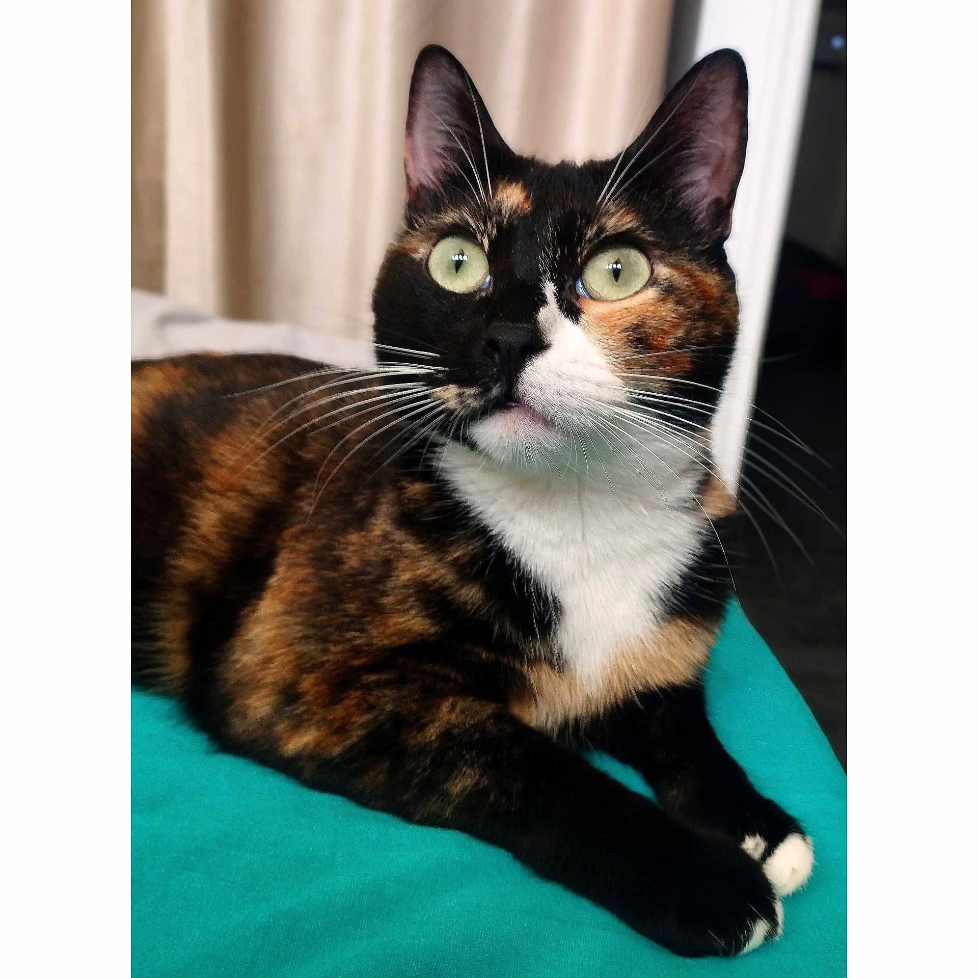 Athéna a rejoint le concours — aidez-le/la à gagner de superbes lots ! calico_cat, cat, pet, animal, feline, whiskers, green_eyes, indoor, blanket, teal, fur, cute, alert, lying_down, domestic_cat, close_up, portrait, cozy, soft_light, curtain