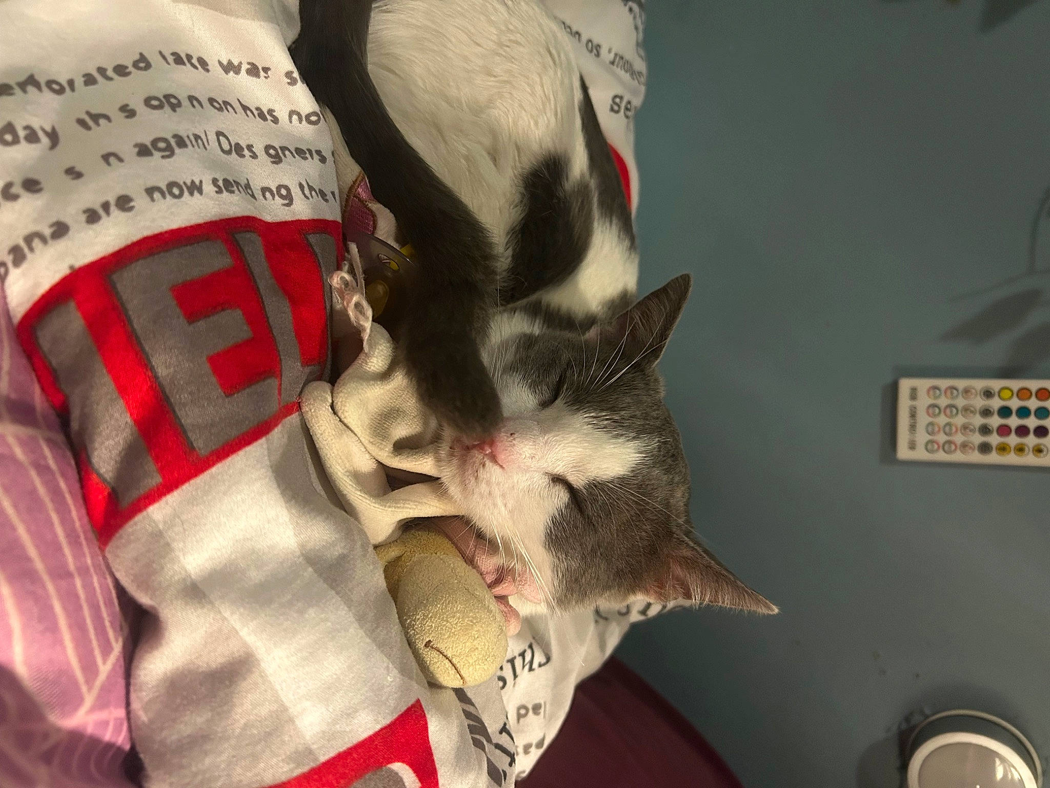 Tigrou participe au concours pour gagner de l'argent avec cette photo : beard, canidae, carmine, carnivore, cat, comfort, companion_dog, eyelash, fawn, felidae, font, fur, human_leg, jaw, linens, sleeve, small_to_medium_sized_cats, snout, t_shirt, whiskers