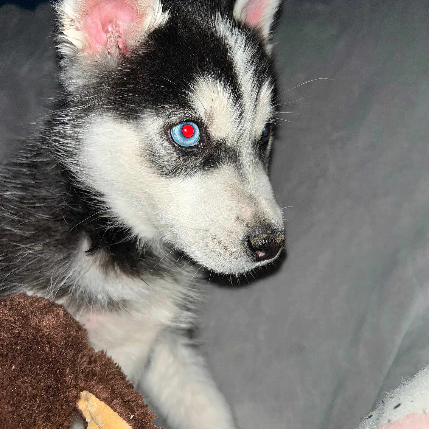 Blue a rejoint le concours — aidez-le/la à gagner de superbes lots ! animal, canine, dog, eskimodog, husky, pet, puppy, whitedog