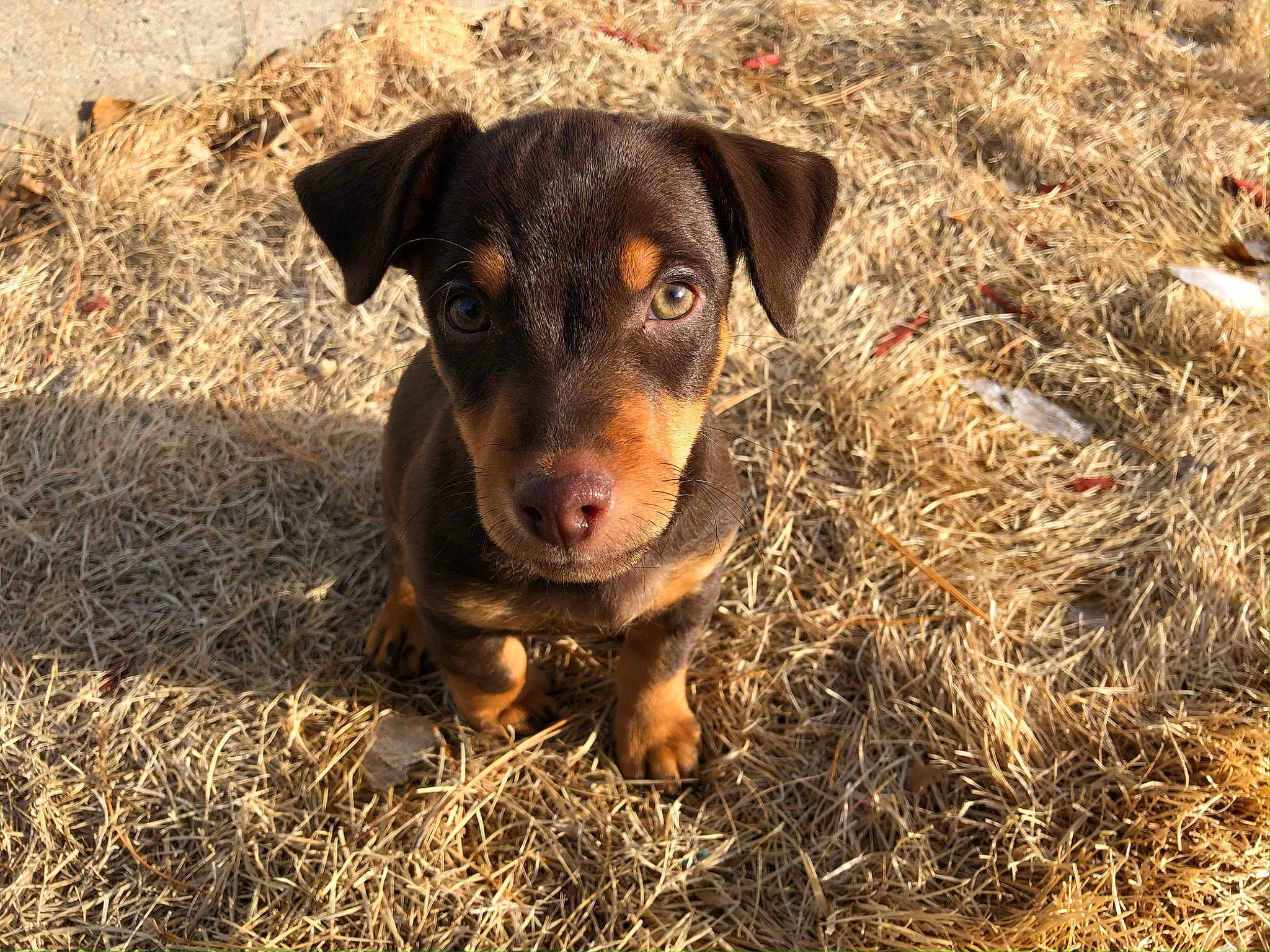 Basil