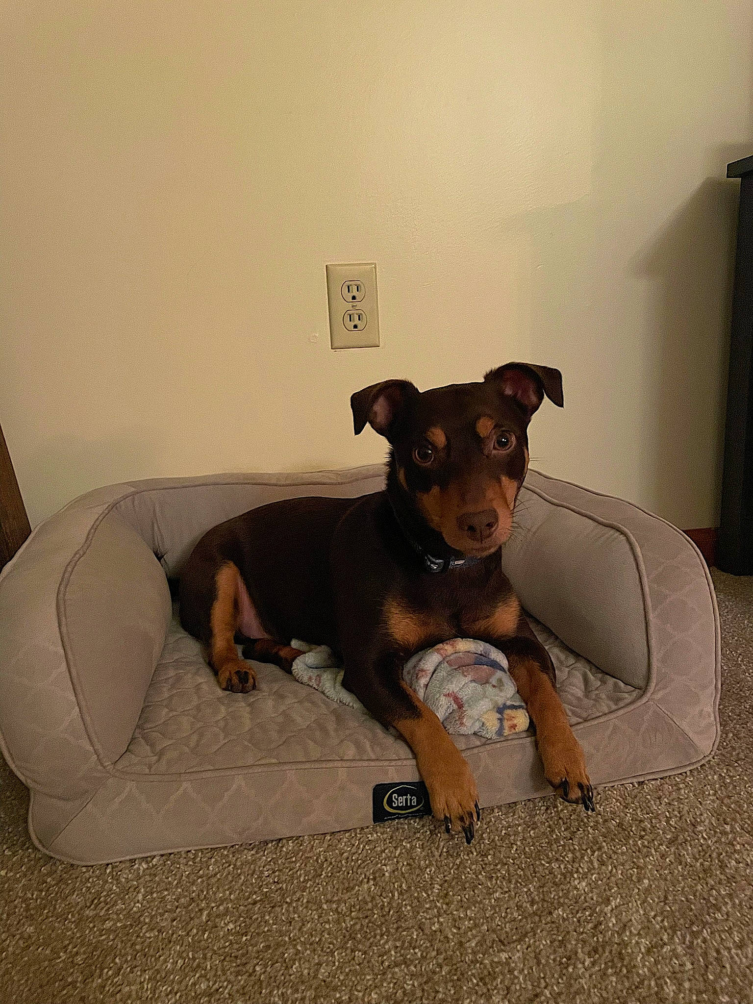 Basil is registered to the contest to win money with this photo: canidae, carnivore, collar, comfort, companion_dog, couch, dog, dog_breed, dog_clothes, dog_supply, fawn, flooring, guard_dog, linens, pet_supply, pinscher, snout, sporting_group, toy_dog, working_animal