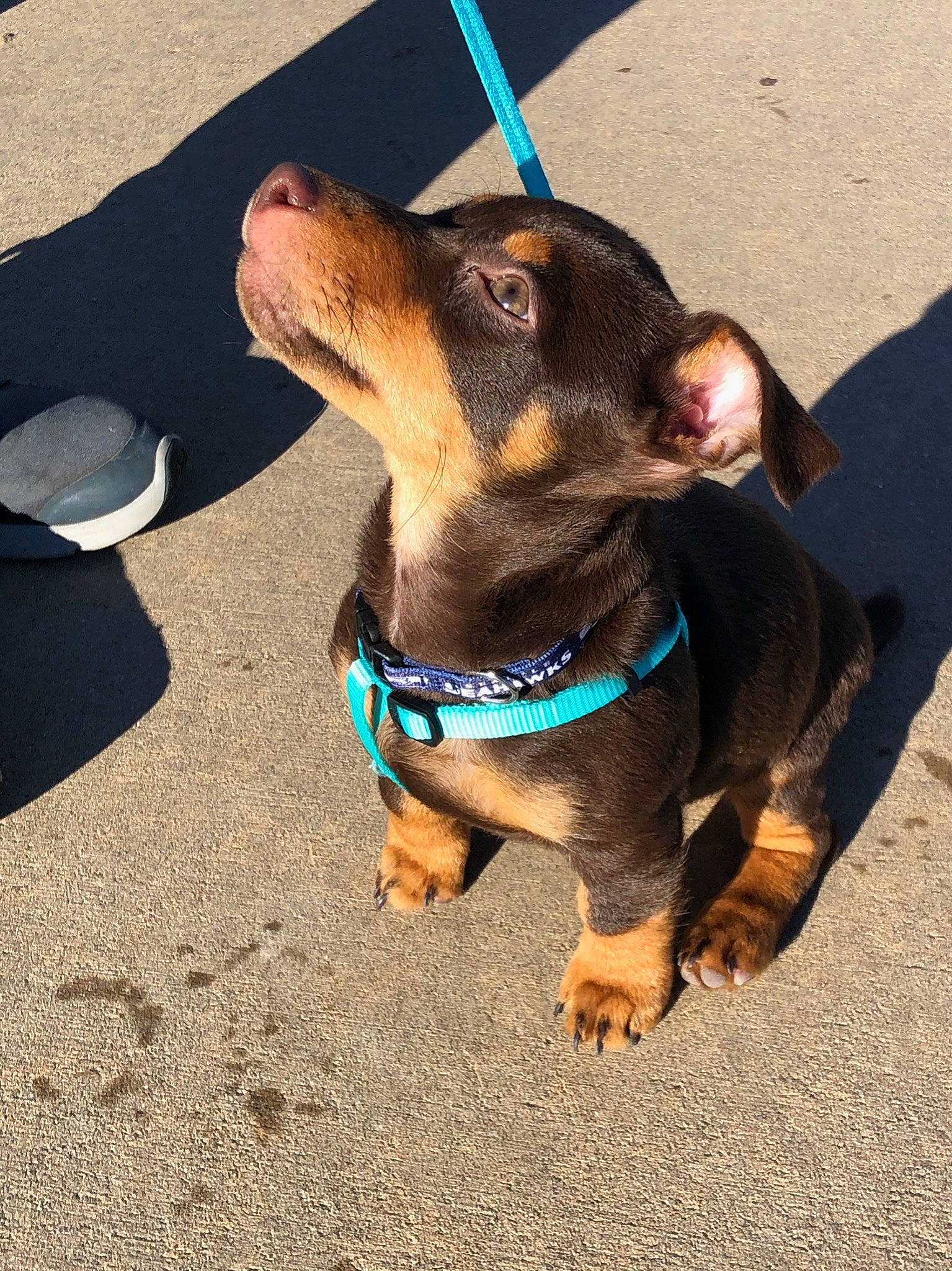 Basil is registered to the contest to win money with this photo: asphalt, carnivore, collar, companion_dog, dog, dog_breed, dog_collar, dog_supply, electric_blue, fashion_accessory, fawn, leash, liver, pet_supply, road_surface, snout, sporting_group, sunglasses, working_animal, working_dog