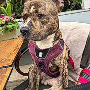 Uno a rejoint le concours — aidez-le/la à gagner de superbes lots ! dog, brindle_dog, pet, canine, harness, purple_harness, leash, sitting, chair, outdoor_cafe, wood_table, potted_plants, flowers, window, portrait, close_up, paws, ears, muzzle, brown_fur