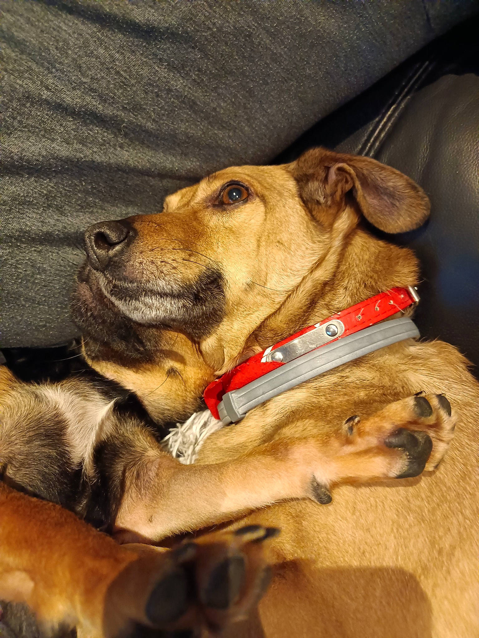 Madison a rejoint le concours — aidez-le/la à gagner de superbes lots ! canidae, carnivore, collar, companion_dog, dog, dog_breed, dog_clothes, dog_collar, dog_supply, ear, fawn, fur, leash, paw, pet_supply, snout, sporting_group, street_dog, whiskers, working_animal