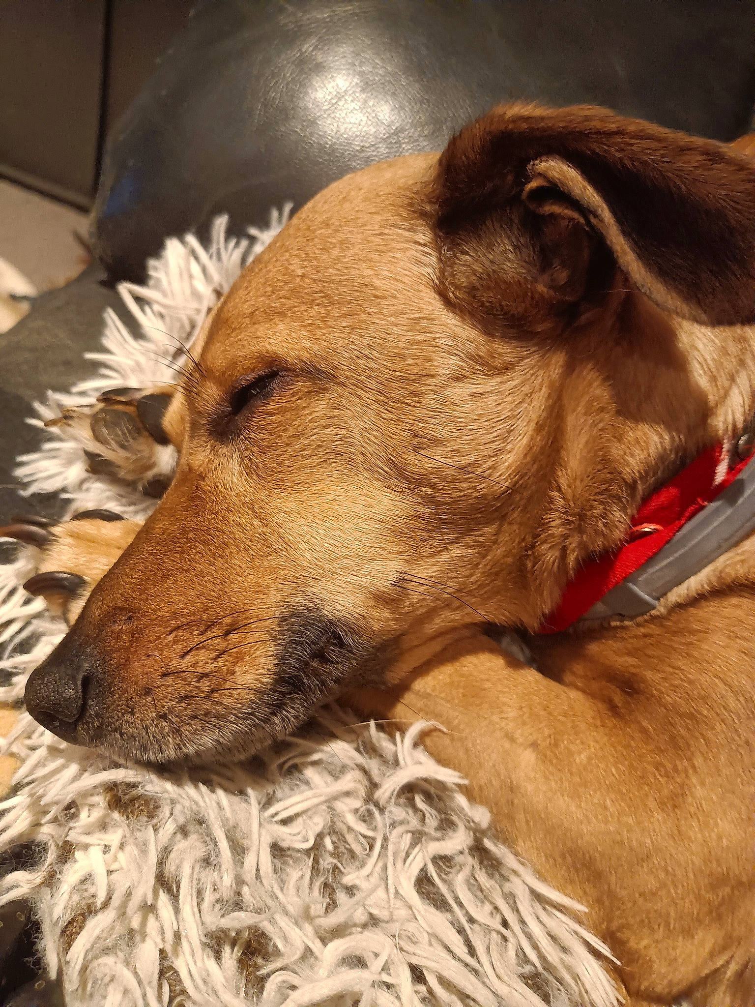 Madison a rejoint le concours — aidez-le/la à gagner de superbes lots ! canidae, carnivore, collar, comfort, companion_dog, dog, dog_breed, dog_collar, ear, fawn, fur, jaw, liver, pet_supply, snout, sporting_group, terrestrial_animal, whiskers, wood, working_animal