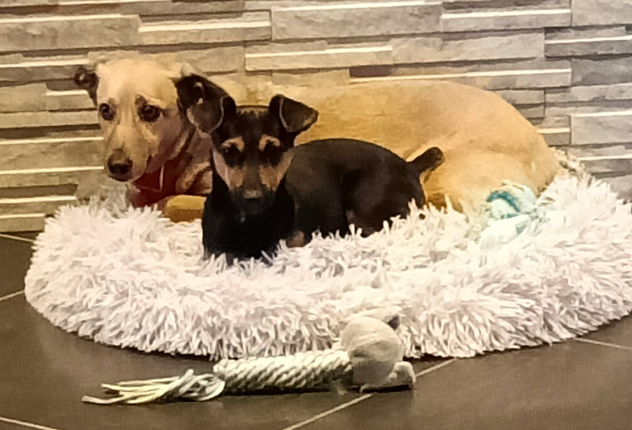 Madison a rejoint le concours — aidez-le/la à gagner de superbes lots ! bed, bow_tie, brick, canidae, carnivore, companion_dog, couch, dog, dog_breed, dog_collar, dog_supply, fur, guard_dog, linens, pet_supply, puppy, sporting_group, toy_dog, working_animal, working_dog