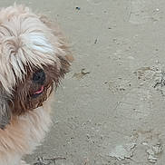 Tipoune a rejoint le concours — aidez-le/la à gagner de superbes lots ! animal, brown_fur, canine, closeup, cute, dog, dusty_ground, fluffy, friendly, fur, leash, mammal, messy_fur, nature, outdoor, pet, playful, shaggy, tongue_out, walk
