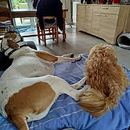 Vaiko participe au concours pour gagner de l'argent avec cette photo : dog, indoor, cushion, floor, furniture, plant, wooden_chair, table, blanket, tile_floor, dog_bed, radiator, window, curtain, coat, hanger, home, relaxing, pet, companion