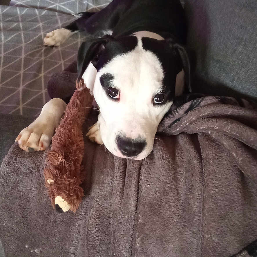 Azuria participe au concours pour gagner de l'argent avec cette photo : animal, black_and_white, blanket, couch, cozy, cute, dog, floor, fur, home, indoor, living_room, looking_up, paw, pet, plush_toy, puppy, resting, tile_floor, toy