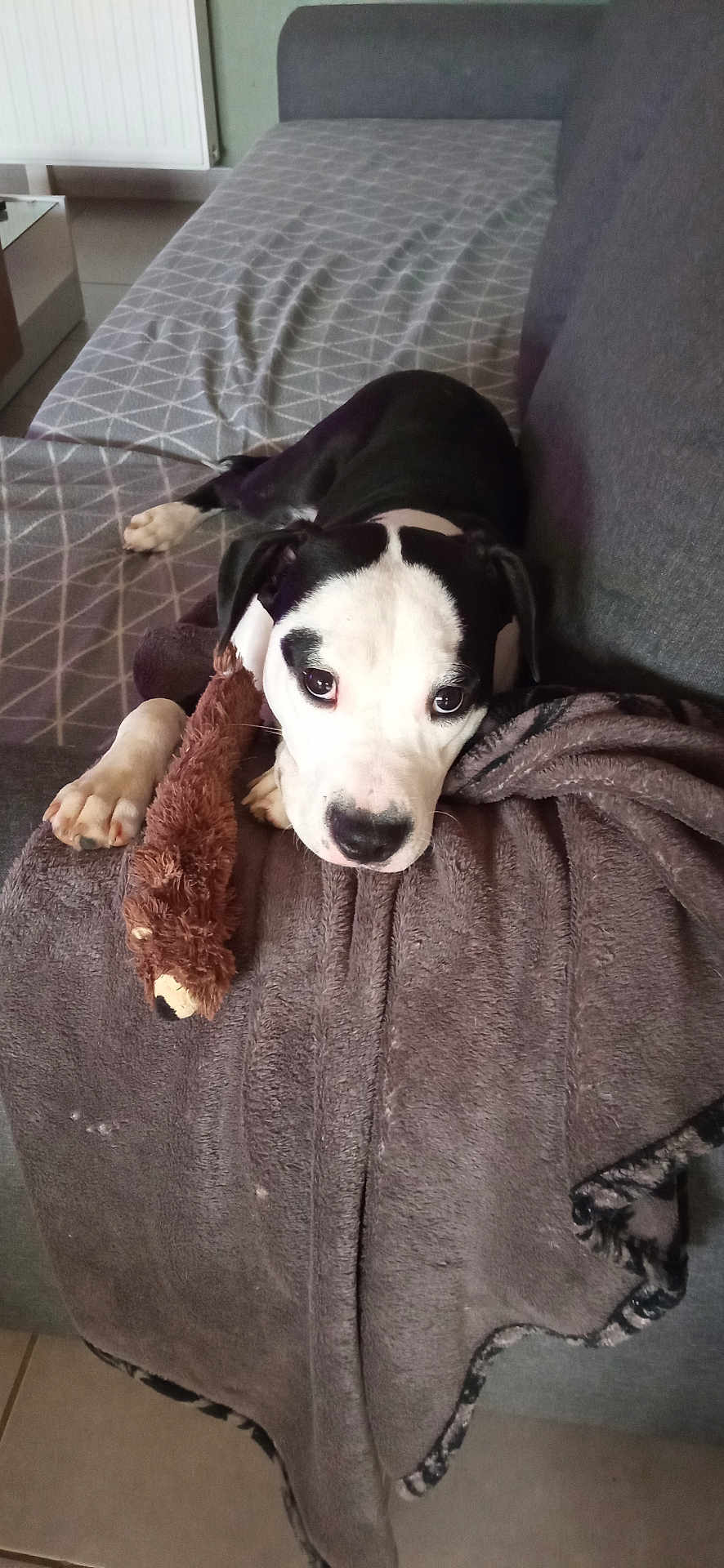 Azuria participe au concours pour gagner de l'argent avec cette photo : animal, black_and_white, blanket, couch, cozy, cute, dog, floor, fur, home, indoor, living_room, looking_up, paw, pet, plush_toy, puppy, resting, tile_floor, toy