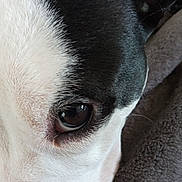 Azuria a rejoint le concours — aidez-le/la à gagner de superbes lots ! animal, black_and_white, blanket, canine, close_up, cute, dog, domestic, eye, face, fur, macro, pet, portrait, reflection, resting, sleepy, soft, texture, whiskers