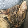 animal, cat, closeup, companion, cozy, cushion, cute, ears, fabric, fur, indoor, nap, pet, relaxation, resting, sleeping, soft, striped, tabby, whiskers