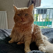 Oscar a rejoint le concours — aidez-le/la à gagner de superbes lots ! cat, orange_cat, fluffy, pet, indoor, blanket, window, curtain, radiator, feline, animal, fur, tail, resting, domestic, cozy, home, relaxed, looking, portrait