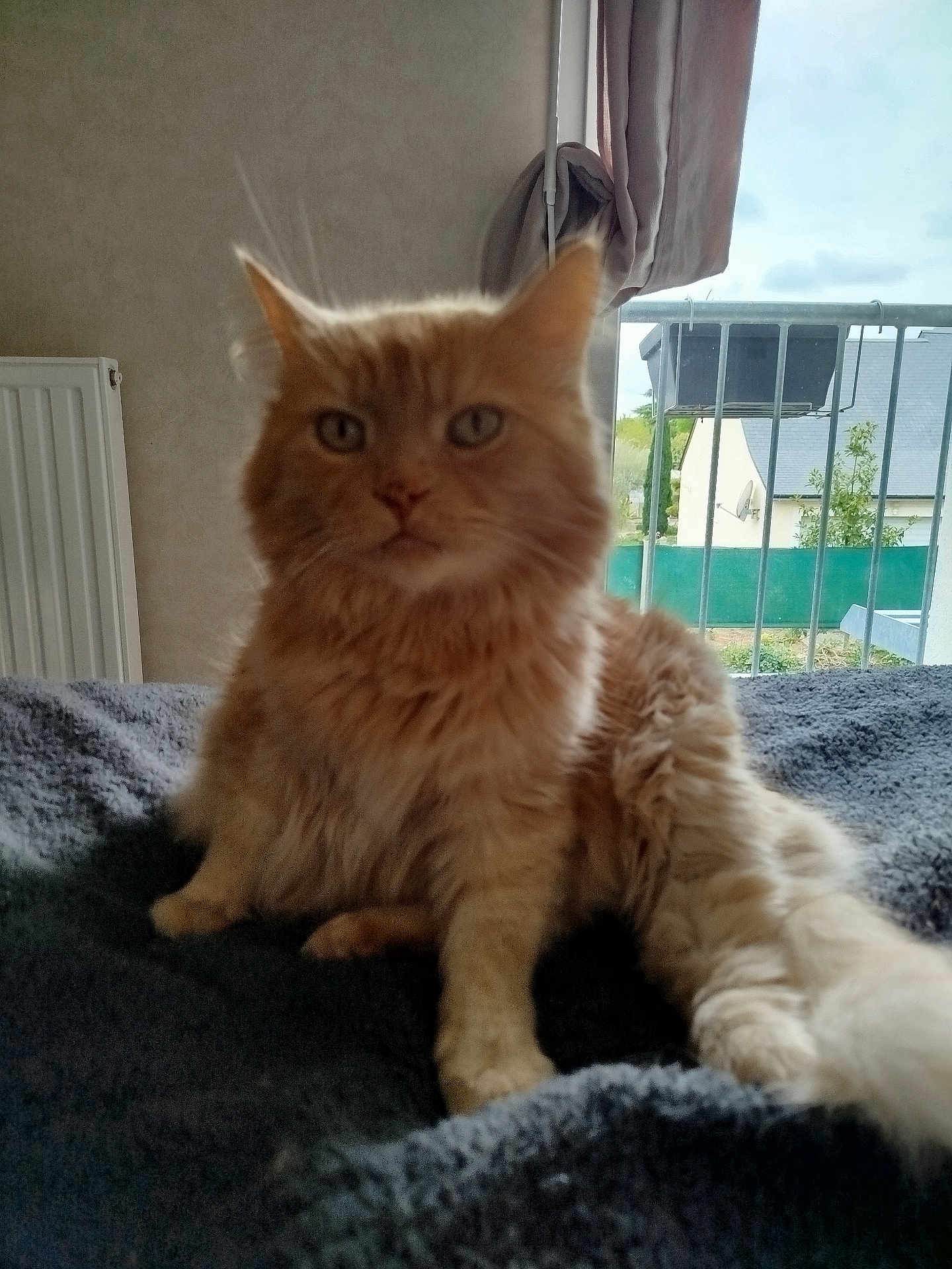 Oscar a rejoint le concours — aidez-le/la à gagner de superbes lots ! cat, orange_cat, fluffy, pet, indoor, blanket, window, curtain, radiator, feline, animal, fur, tail, resting, domestic, cozy, home, relaxed, looking, portrait