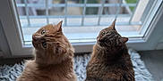 Oscar participe au concours pour gagner de l'argent avec cette photo : balcony, blurred_background, cat, cozy, curious, domestic_animal, feline, fur, home, indoor, looking_up, orange_cat, pet, rug, soft_light, tabby_cat, tail, two_cats, whiskers, window