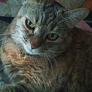 Mimine participe au concours pour gagner de l'argent avec cette photo : cat, tabby, close_up, pet, animal, feline, whiskers, ears, green_eyes, fur, relaxed, indoors, blanket, texture, resting, cute, domestic, mammal, portrait, cozy