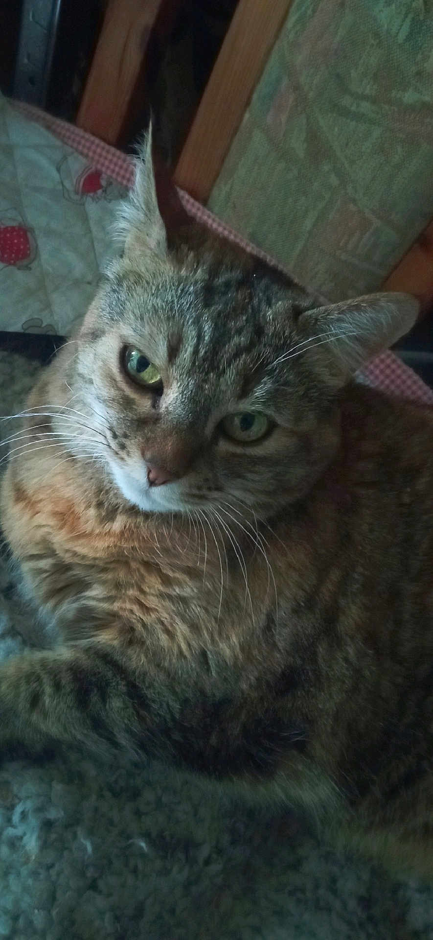 Mimine participe au concours pour gagner de l'argent avec cette photo : cat, tabby, close_up, pet, animal, feline, whiskers, ears, green_eyes, fur, relaxed, indoors, blanket, texture, resting, cute, domestic, mammal, portrait, cozy