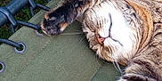 Mimine participe au concours pour gagner de l'argent avec cette photo : animal, cat, closeup, cozy, cute, fabric, fur, grass, green_chair, metal_frame, nature, outdoor, paw, pet, relaxing, resting, rope, sleeping, tabby_cat, whiskers