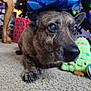 Lady joined the competition — help win amazing prizes! dog, carpet, gift_bow, hand, christmas_tree, christmas_lights, ornaments, presents, plush_toy, holiday, indoor, brown_dog, close_up, decorations, festive, animal, pet, floor, cute, relaxed