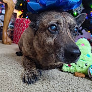 Lady joined the competition — help win amazing prizes! dog, carpet, gift_bow, hand, christmas_tree, christmas_lights, ornaments, presents, plush_toy, holiday, indoor, brown_dog, close_up, decorations, festive, animal, pet, floor, cute, relaxed