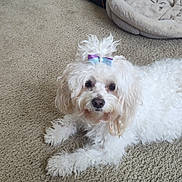 Lulu joined the competition — help win amazing prizes! dog, white_dog, bow, carpet, pet_bed, indoor, curly_fur, small_dog, lying_down, cute, fluffy, animal, domestic_animal, companion, fur, paws, face, pet_accessory, relaxed, home