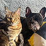 Athena a rejoint le concours — aidez-le/la à gagner de superbes lots ! cat, dog, tabby_cat, french_bulldog, pet, companion, friendship, fluffy_blanket, gray_blanket, couch, indoor, sunlight, resting, cute, animal, paw, closeup, relaxing, furry, domestic_animal