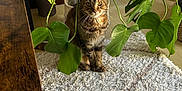 Athena a rejoint le concours — aidez-le/la à gagner de superbes lots ! cat, tabby_cat, plant, houseplant, leaf, green, indoor, rug, carpet, wooden_table, floor, pot, furniture, pet, animal, domestic_cat, curious, sitting, home, cozy