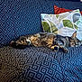 Athena a rejoint le concours — aidez-le/la à gagner de superbes lots ! cat, tabby, sleeping, couch, sofa, pillows, patterned, navy_blue, geometric_pattern, cozy, indoor, pet, feline, relaxed, resting, fur, whiskers, domestic_animal, home, comfort