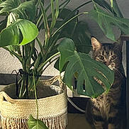 Athena a rejoint le concours — aidez-le/la à gagner de superbes lots ! cat, tabby_cat, plant, leaf, indoor, basket, greenery, curious, shadow, floor, home, decor, pet, feline, nature, hide_and_seek, cozy, domestic, animal, quiet