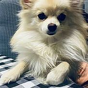 Mini is registered to the contest to win money with this photo: animal, checkered, companion, cream_colored, cute, dog, domestic, ears_up, fluffy, fur, furniture, indoor, looking_at_camera, paw, pet, portrait, relaxed, small_dog, snout, tablecloth