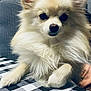 animal, checkered, companion, cream_colored, cute, dog, domestic, ears_up, fluffy, fur, furniture, indoor, looking_at_camera, paw, pet, portrait, relaxed, small_dog, snout, tablecloth
