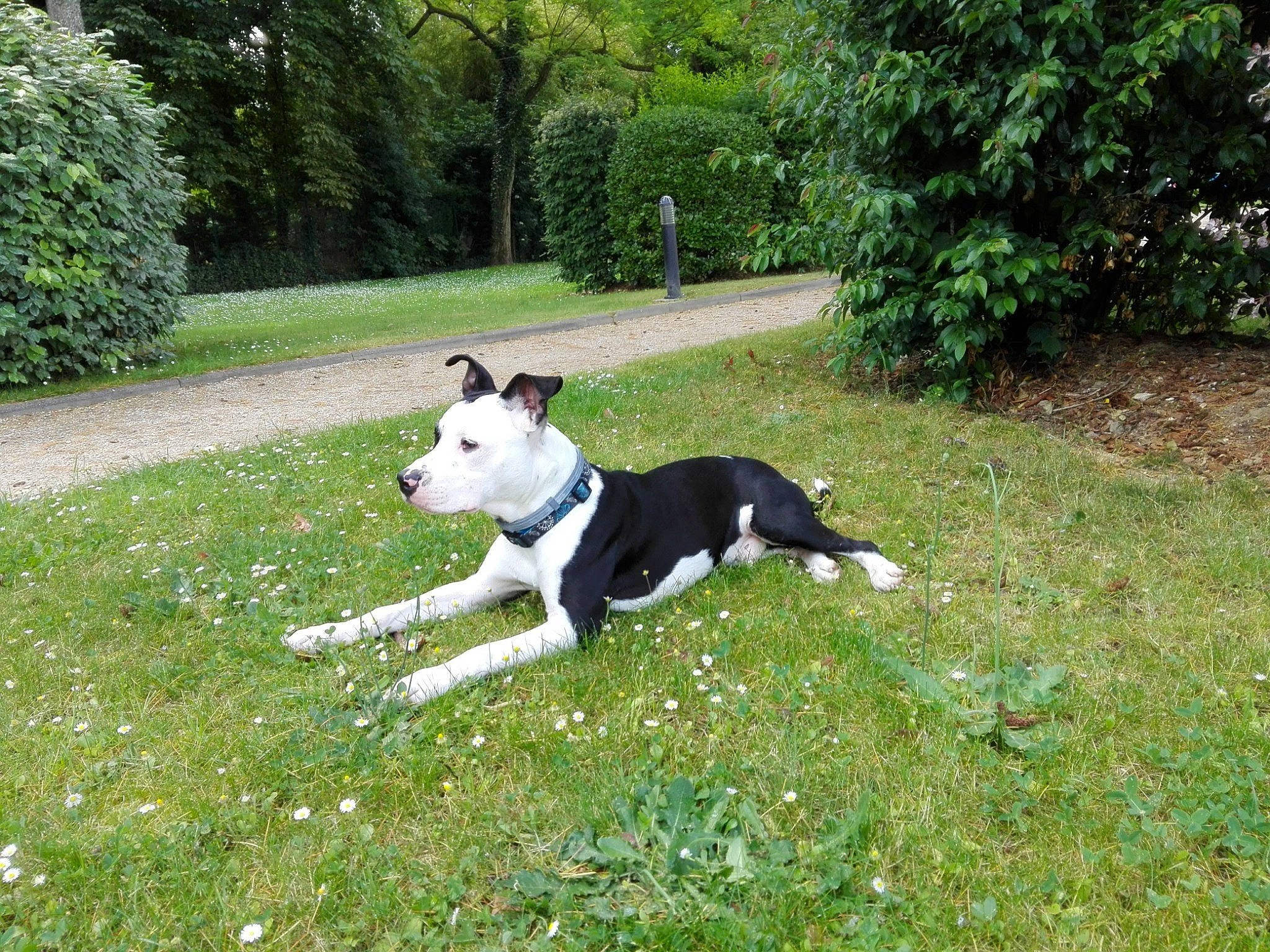 Tyson a rejoint le concours — aidez-le/la à gagner de superbes lots ! american_staffordshire_terrier, canidae, carnivore, companion_dog, dog, dog_breed, grass, mammal, non_sporting_group, tail, vertebrate