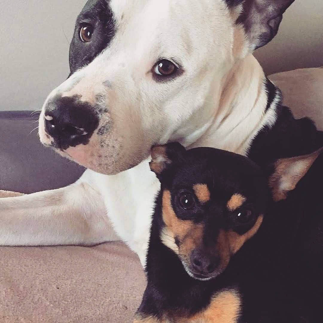 Tyson participe au concours pour gagner de l'argent avec cette photo : canidae, carnivore, dog, dog_breed, ear, feist, jack_russell_terrier, mammal, miniature_fox_terrier, nose, puppy, puppy_love, rare_breed_dog, rat_terrier, ratonero_bodeguero_andaluz, russell_terrier, snout, teddy_roosevelt_terrier, terrier, vertebrate