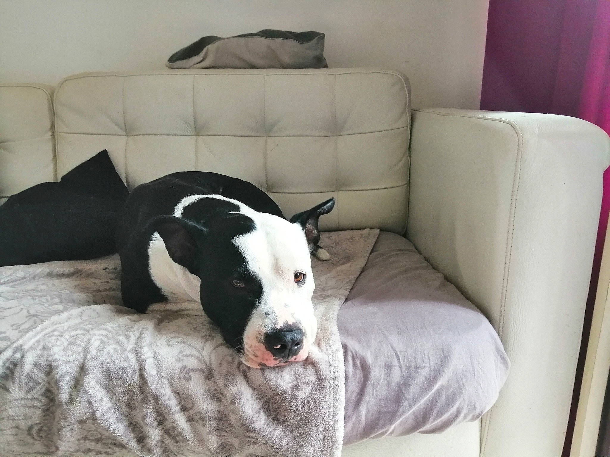 Tyson participe au concours pour gagner de l'argent avec cette photo : american_staffordshire_terrier, bed, canidae, carnivore, companion_dog, couch, dog, dog_breed, furniture, mammal, nap, non_sporting_group, room, vertebrate