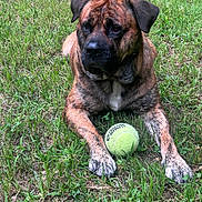 Mo-Jo is registered to the contest to win money with this photo: animal, black, brown, canine, close_up, daylight, dog, fur, grass, grass_field, laying_down, mammal, nature, outdoor, paws, pet, playful, resting, summer, tennis_ball